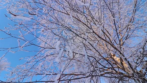 A Wonderful Winter's Tale. A beautiful tree in the snow. Birch in frost. Stock Footage 169466902