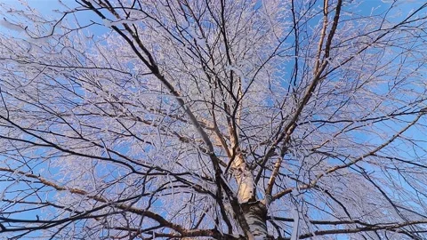 A Wonderful Winter's Tale. A beautiful tree in the snow. Birch in frost. Stock Footage 169466972