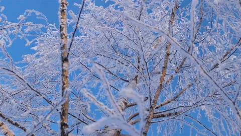 A Wonderful Winter's Tale. A beautiful tree in the snow. Birch in frost. Stock Footage 169467026