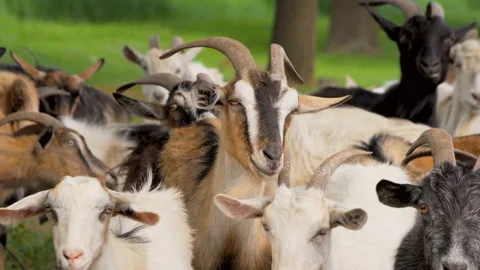 Wonderful young goats posing on camera Stock Footage 91258058