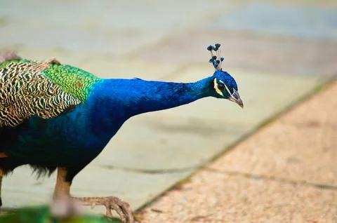 Wondering Peacock Fotos Stock