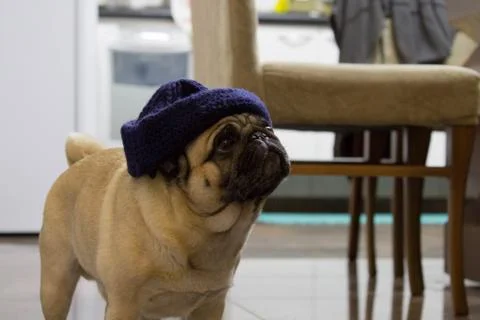 Wondering Pug Stock Photos