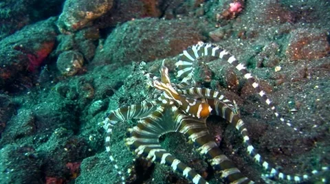 Wonderpus octopus (Wunderpus photogenicus) crawling Stock Footage