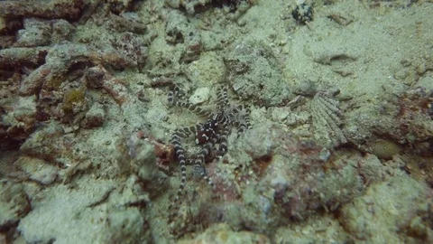 Wonderpus octopus (Wunderpus photogenicus) Stock Footage