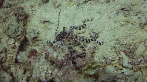 Wonderpus octopus (Wunderpus photogenicus) Stock Footage