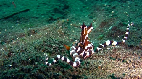 Wonderpus octopus (Wunderpus photogenicus) mimicing sea snake Stock Footage