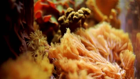 Wonders of the underwater world in Raja Ampat, Indonesia Stock Footage