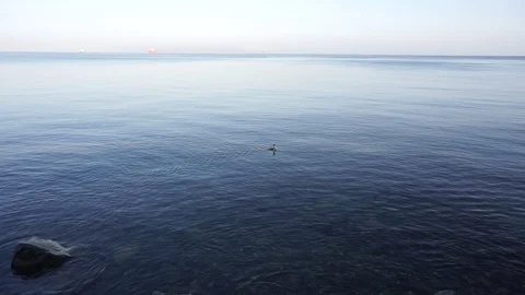 A wondrous bird Vídeo Stock 107408387