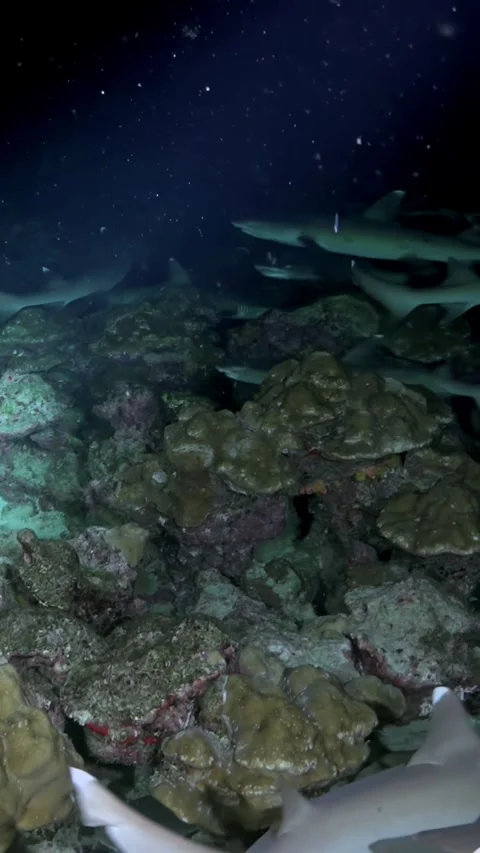 Wondrous White Tip Reef Sharks Meander off Coast of Costa Rica Stock Footage 327293660