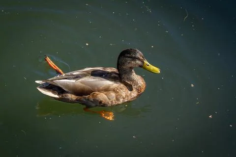 Wonky, the disabled duck Stock Photos
