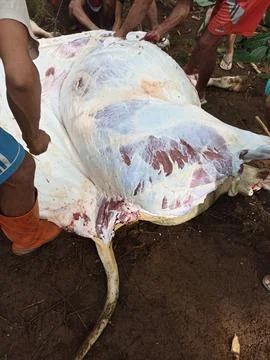 WONOSOBO, CENTRAL JAVA, INDONESIA - JUNE 29, 2023 : celebrating Eid al-Adha Stock Photos