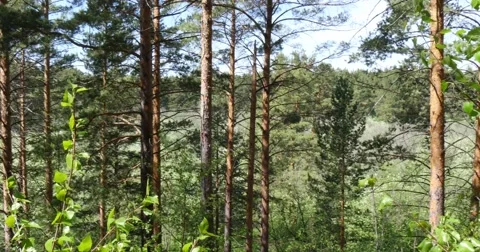 Wood 4K Stock Footage 50576099