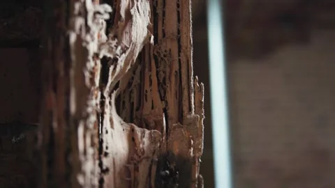 Wood after white ant attack Stock Footage 333285245