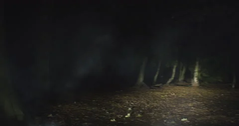 Wood and haze at night lit up by car's lights, pan left-right Stock Footage