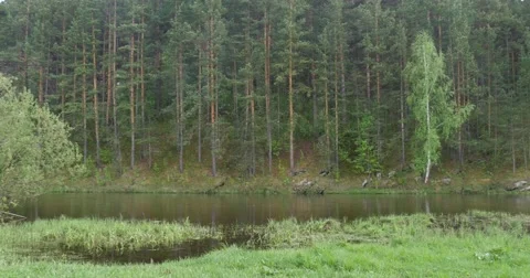 Wood and river Stock Footage 50593180
