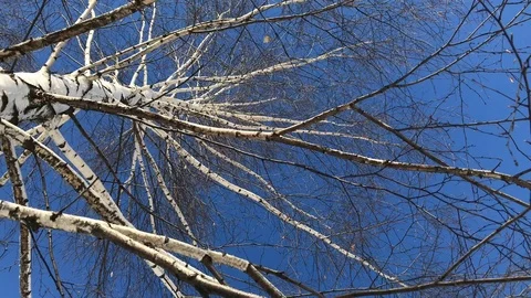 Wood and sky Stock Footage 86565014