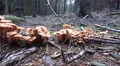 Wood and Tree Fungi closeup panning in forest at cutted tree trunk HD Footage