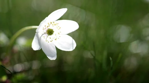 Wood anemone (Anemone nemorosa) in spring Stock Footage