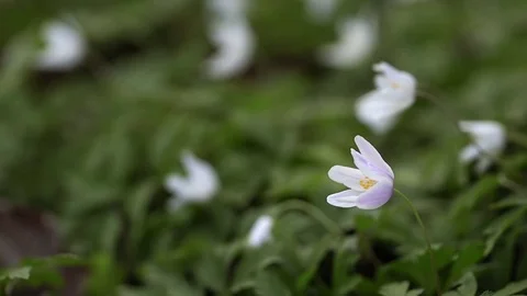 Wood Anemone close up Video stock 74215851