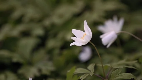Wood Anemone Close up Video stock 74216154