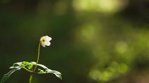 Wood anemone flower backlit in spring forest with green background Stock Footage 336269771