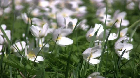 Wood anemone Stock Footage 10926150