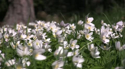 Wood anemone Stock Footage 10926152