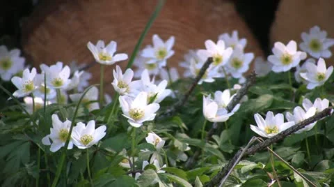 Wood anemone Stock Footage 10926353