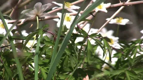 Wood anemone Stock Footage 10926355