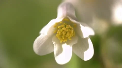 A wood anemone Stock Footage 11310276