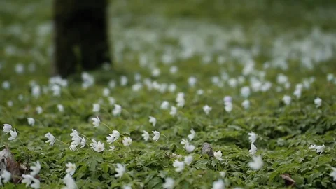 Wood Anemone Video stock 74219111