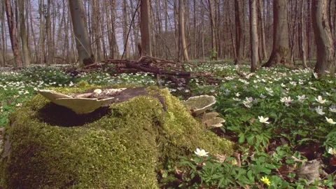 Wood anemone in the forest in spring Stock Footage 267708079