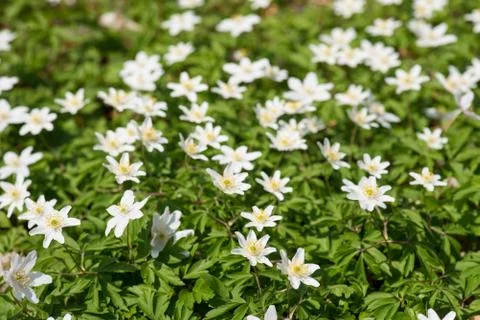 Wood anemone Stock Photos