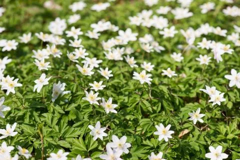 Wood anemone Stock Photos