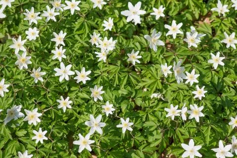 Wood anemone Stock Photos