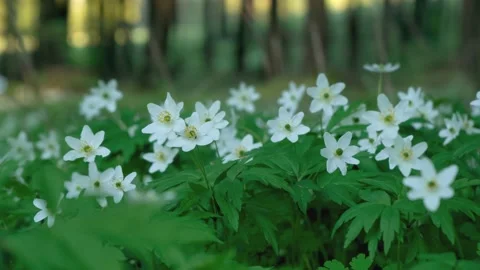 Wood anemone in spring forest Stock Footage 154124886