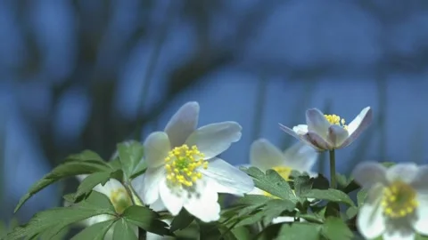 Wood anemone in spring (time lapse) Stock Footage 258338499