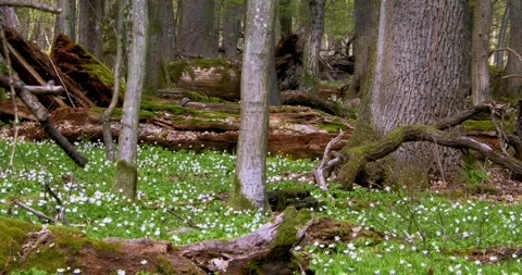 Wood anemone1 Stock Footage 293813828