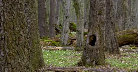 Wood anemone2 Stock Footage 293813841