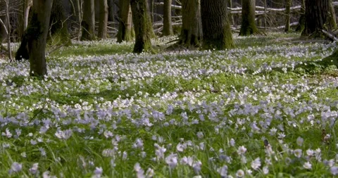 Wood anemone5 Stock Footage 293813917