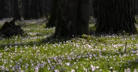 Wood anemone7 Stock Footage 293813968