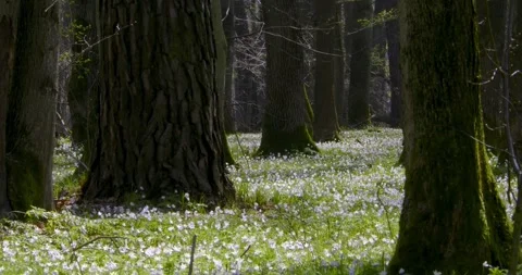 Wood anemone8 Stock Footage 293813969
