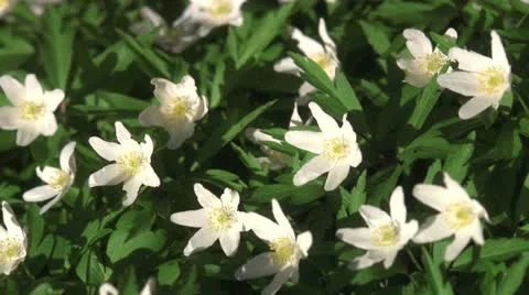 Wood anemones Stock Footage 11305002