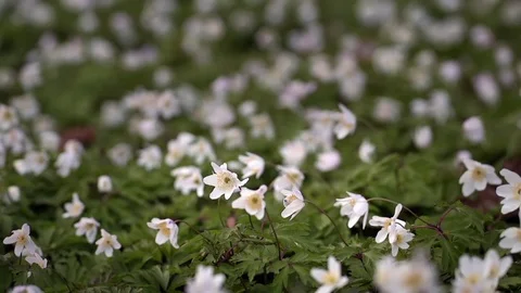 Wood Anemones Video stock 74216532