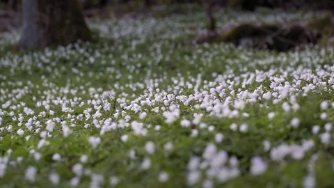 Wood Anemones Video stock 74217119