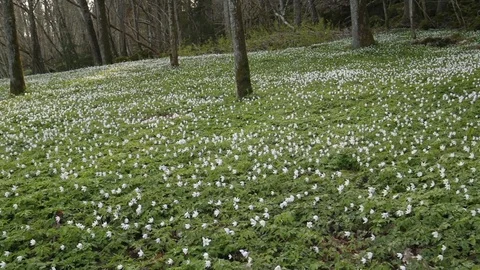 Wood Anemones in the Spring Stock Footage