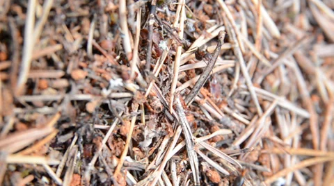 Wood ants Stock Footage 31215633