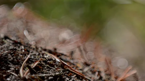 Wood ants, Formica rufa in the stack during autumn Stock Footage 41731851