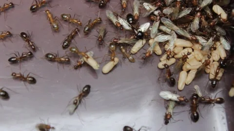 Wood ants lay eggs in groups Stock Footage 268721020