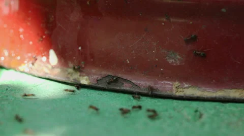 Wood ants walking Stock Footage 35913285